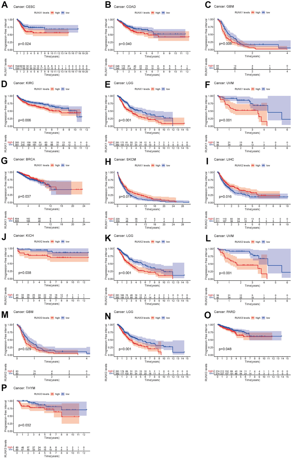 Kaplan–Meier survival curves comparing pan-cancer high and low expression of RUNX gene family genes. PFI survival curves for RUNX1 in different cancers: (A) CESC, (B) COAD, (C) GBM, (D) KIRC, (E) LGG, (F) UVM, (G) BRCA, (H) SKCM. PFI survival curves for RUNX2 in different cancers: (I) LIHC, (J) KICH, (K) LGG, (L) UVM. PFI survival curves for RUNX3 in different cancers: (M) GBM, (N) LGG, (O) PARD, (P) THYM.