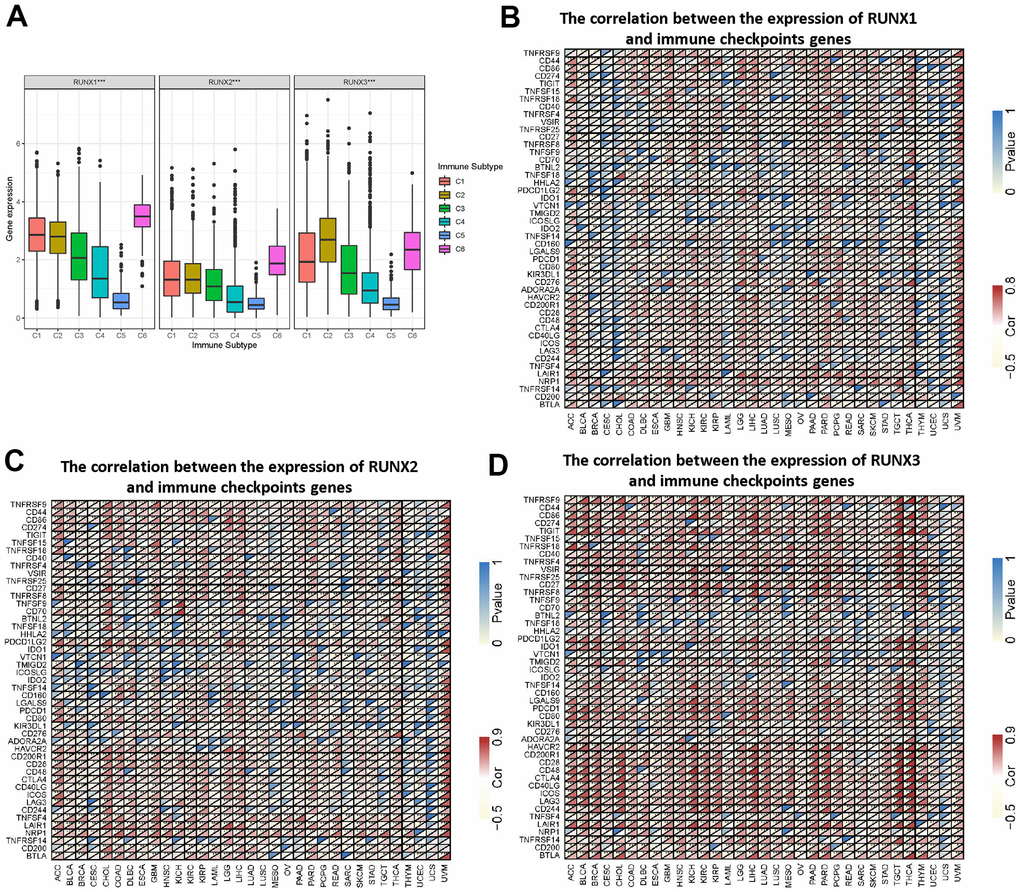 Association of RUNX gene family gene expression with immune infiltrate subtypes and immune checkpoints. (A) Association of RUNX gene family gene expression with immune infiltrate subtypes across all types of cancer (pB–D) The correlations between RUNX1 (B), RUNX2 (C), and RUNX3 (D) and confirmed immune checkpoints in multiple cancers (*p p p 