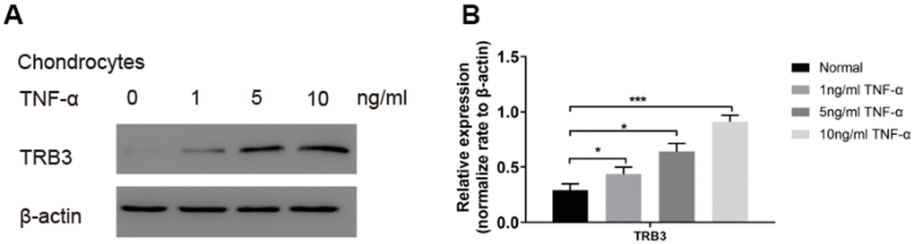 The TRB3 expression in TNF-α-triggered chondrocytes. Chondrocytes were treated with 0, 1, 5, 10 ng/ml TNF-α for 4 days. (A, B) The TRB3 expression was assessed via blots, and normalization to the levels of β-actin. The results are described as the mean ± SD. *P 
