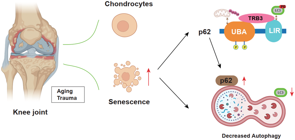 Schematic diagram illustrates the role of TRB3 in steoarthritis development and progression.