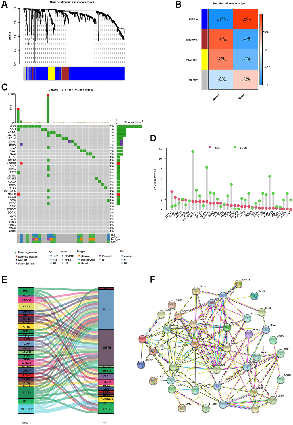 Molecular characterizations of immune-related prognostic genes. (A) Weighted gene coexpression network analysis (WGCNA) of immune-related differentially expressed genes with a soft threshold β = 7. (B) Gene modules related to HNSCC obtained by WGCNA. (C) Mutation frequency of 35 immune-related prognostic genes. (D) CNV variation frequencies of 35 immune-related prognostic genes in the TCGA-GBM cohort. (E) Transcription factors for 35 immune-related prognostic genes. (F) The network of the 35 immune-related prognostic genes.