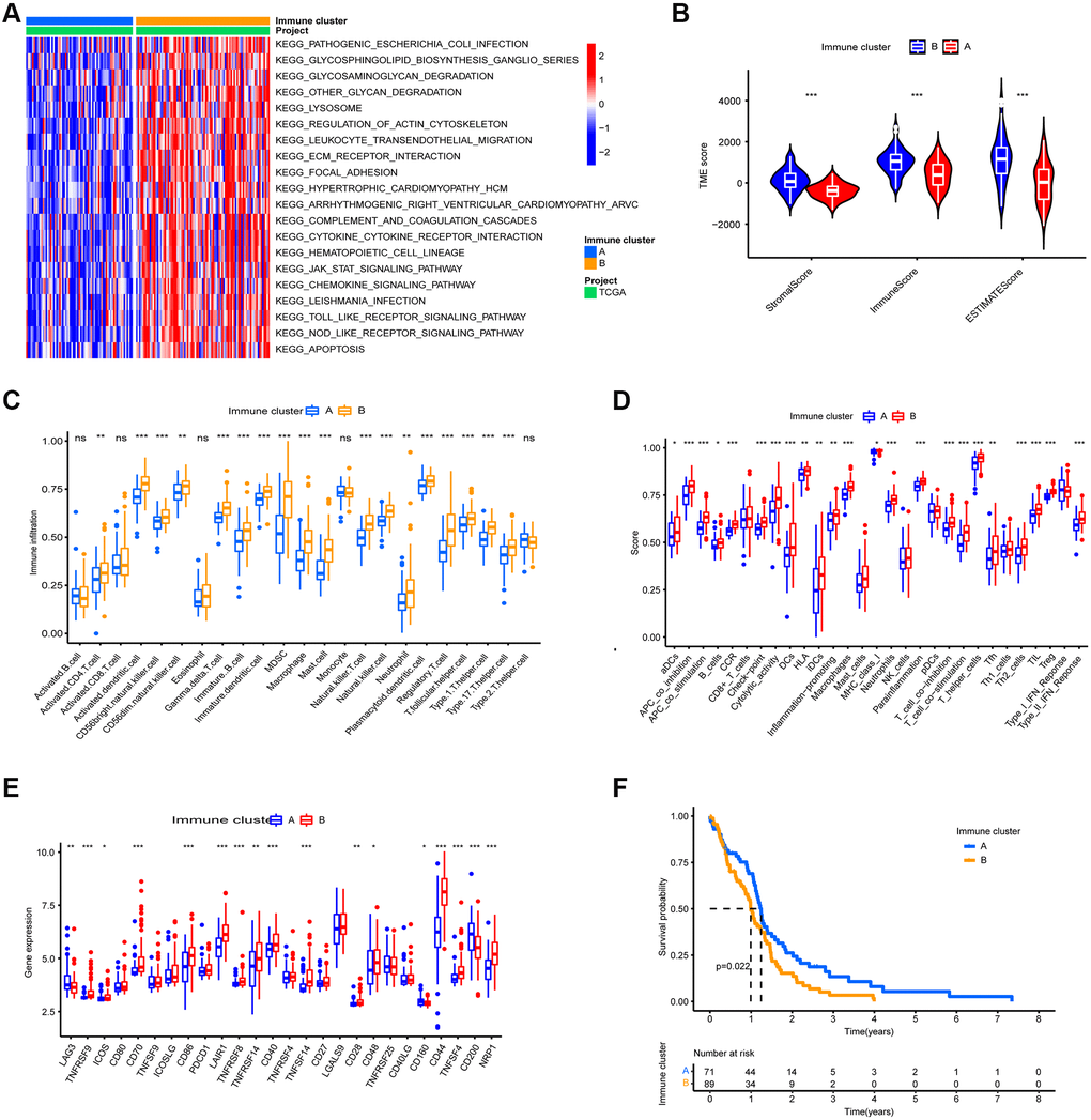 TME Characterization of the two immune clusters. (A) GSVA enrichment analysis of the two immune clusters. (B) TME scores of the two immune clusters. (C) Differential analysis of immune cell abundance between two immune clusters. (D) Differential of immune function between the two immune clusters. (E) Differential analysis of expression of immune checkpoints in the two m6A clusters. (F) Kaplan-Meier OS analysis in the two immune clusters. P = 0.022. (*, **, and *** indicate p ≤ 0.05, 