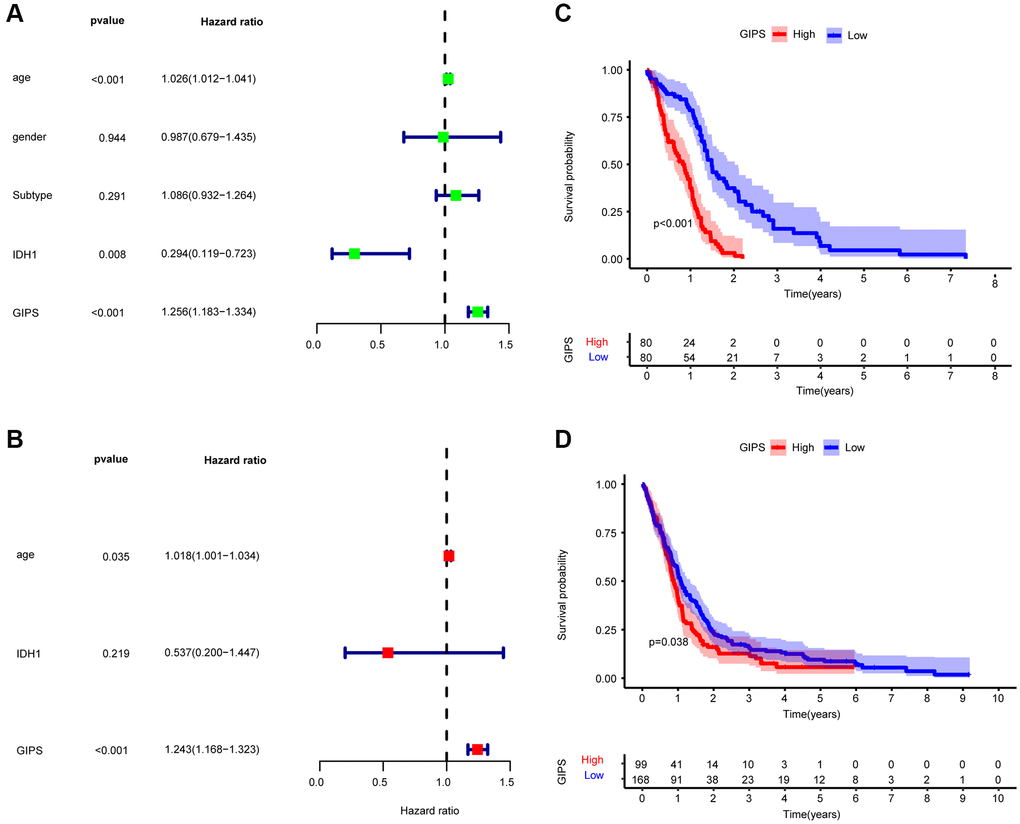 Prognostic analysis of the GIPS subgroups. (A) Univariate Cox analysis of clinical factors and the GIPS. (B) Multivariate Cox analysis of the factors significant in the univariate Cox analysis. (C) K-M analysis of the GIPS subgroups in TCGA-GBM cohort (P D) K-M analysis of the GIPS subgroups in GEO cohort (P = 0.038).