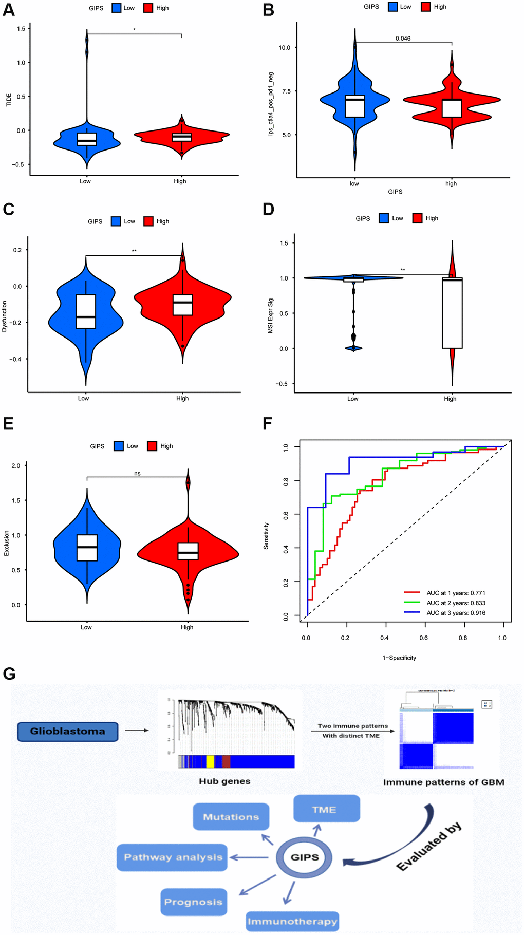 Immunotherapy response in different GIPS subgroups. (A) Differential analysis of TIDE score between GIPS subgroups. (B) Effectiveness of immunotherapy in GIPS subgroups. (C) Differential analysis of dysfunction score between GIPS subgroups. (D) Differential analysis of MSI score between GIPS subgroups. (E) Differential analysis of T-cell exclusion score between GIPS subgroups. (F) ROC curves of GIPS for predicting 1-, 2-, and 3-year survival in TCGA GBM cohorts. (G) Graphical summary of this study.