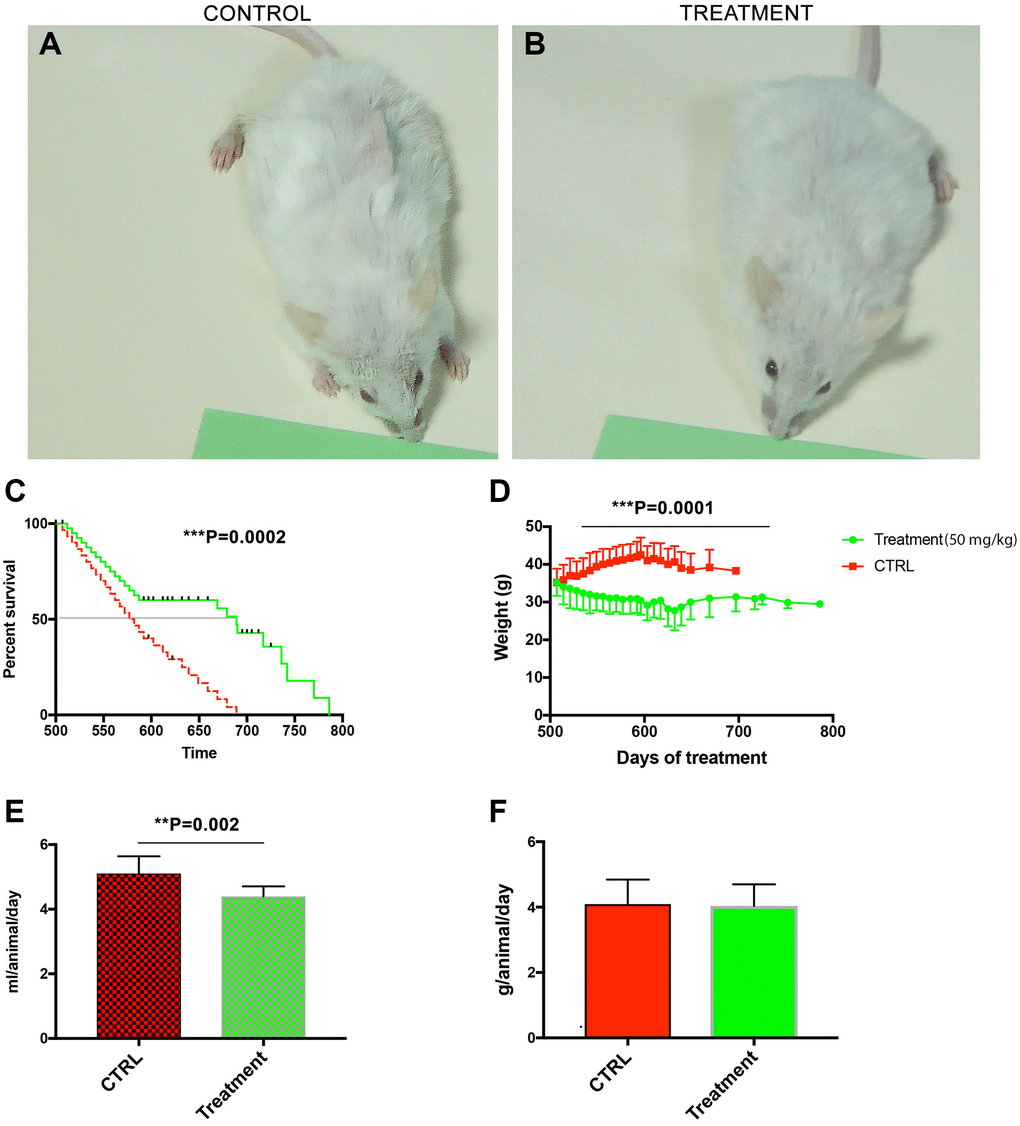 Treatment with chloroquine expanded the median and maximum lifespan in middle-aged male NMRI mice. Macroscopically, the fur of the treated animals looked less ruffled as compared to controls (A vs. B). The male mice fed with CQ significantly lived longer (786 days) than controls (689 days) and the median lifespan was also significantly different between the two groups (C). Long-term treatment with CQ (50 mg/kg) led to a gradual increase in the body weight of control animals that peaked at day 600 (t-test, two-tailed) (D). The volume of liquid intake was, on the average, significantly lower in the CQ-treated group (t-test, two-tailed) (E). However, the average amount of consumed food was not significantly different (F). Data are mean ± SD values. N = 28 for each group.