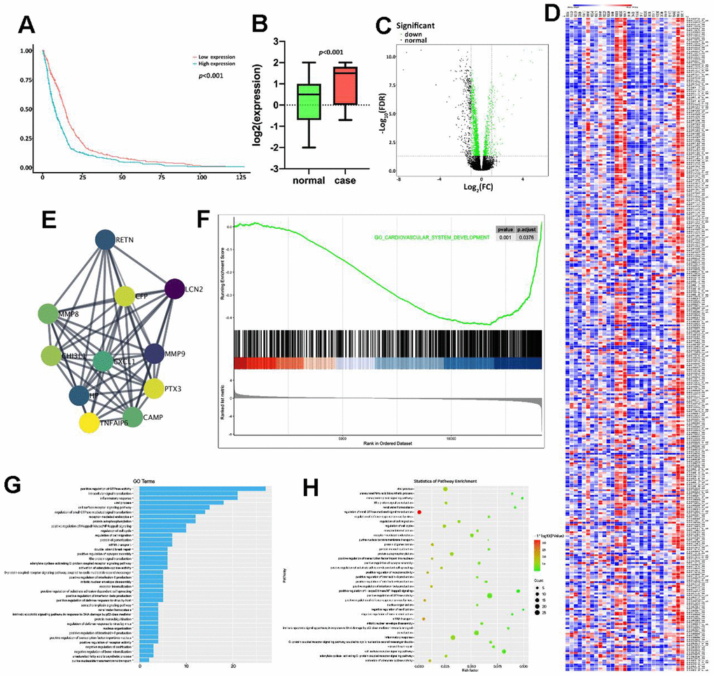 Bioinformatics analysis indicated the potential association between PTX3 and HF progression. (A) Kaplan-Meier analysis in GEO database showed that the up-regulation of PTX3 was associated with a lower overall survival rate. (B) PTX3 in tissues from HF patients was up-regulated compared with that in normal tissues. (C) Volcano plot and (D) heatmap of the PTX3-induced DEGs; red indicates the up-regulated genes and blue indicates the down-regulated genes. (E) Protein-protein interaction network of DEGs. (F) GSEA showed a significant correlation between PTX3 expression and the pathways related to IL-6 production. (G) GO analysis and (H) KEGG analysis revealed the representative enrichment pathways.