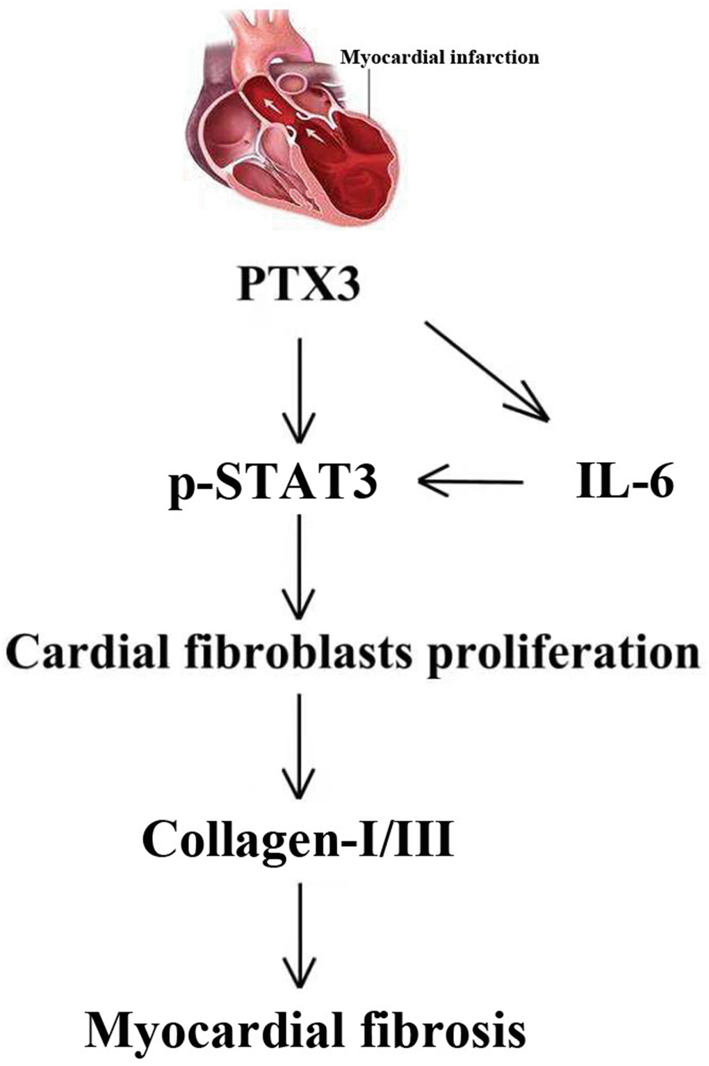 The mechanisms of PTX3 in myocardial fibrosis were shown schematically.
