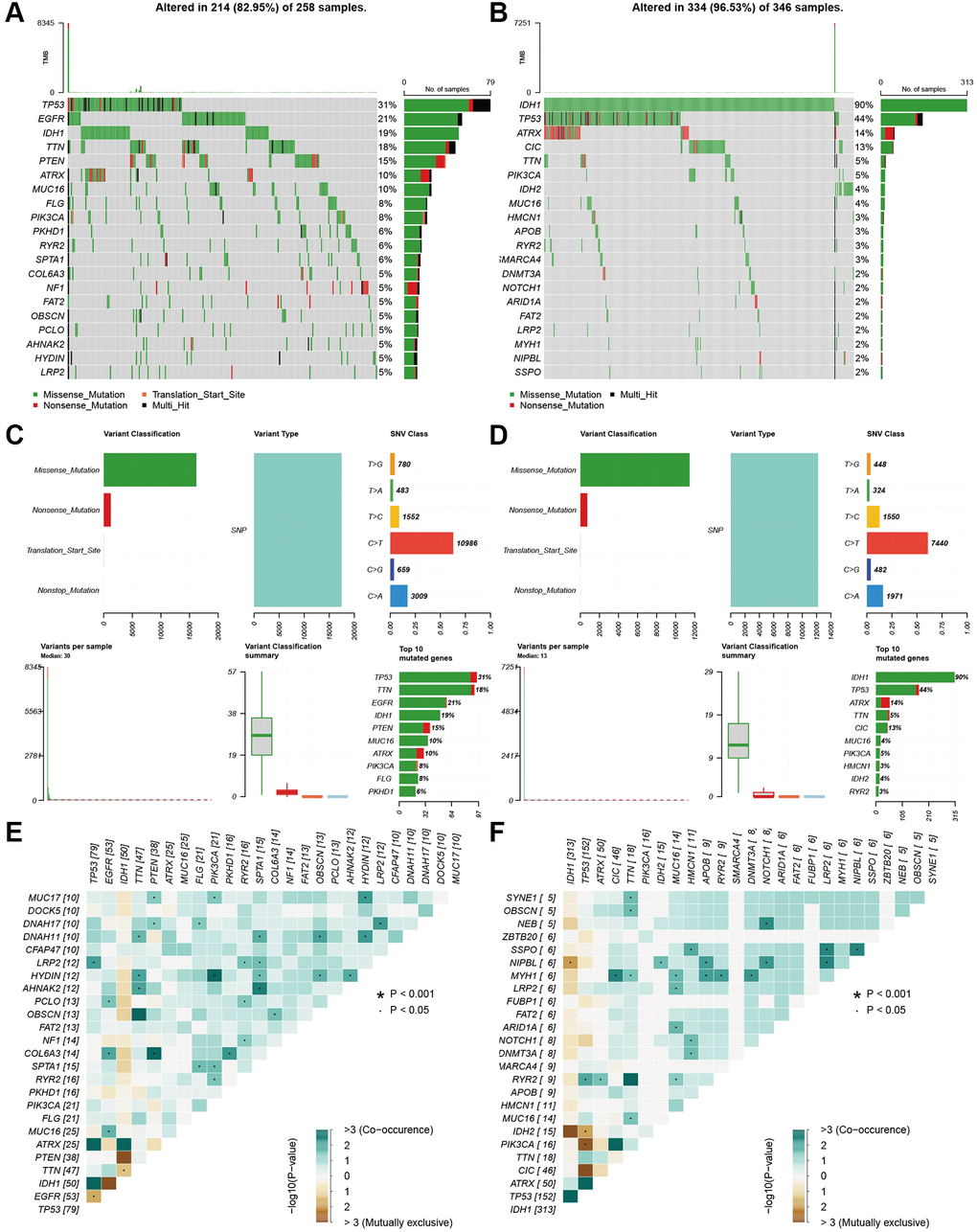 Landscape of mutation profiles between high- and low-risk groups. (A and B) Waterfall plots of mutation information in each sample. (C and D) Bar graph of variant classification. (E and F) somatic interactions plot (co-occurrence and exclusive).