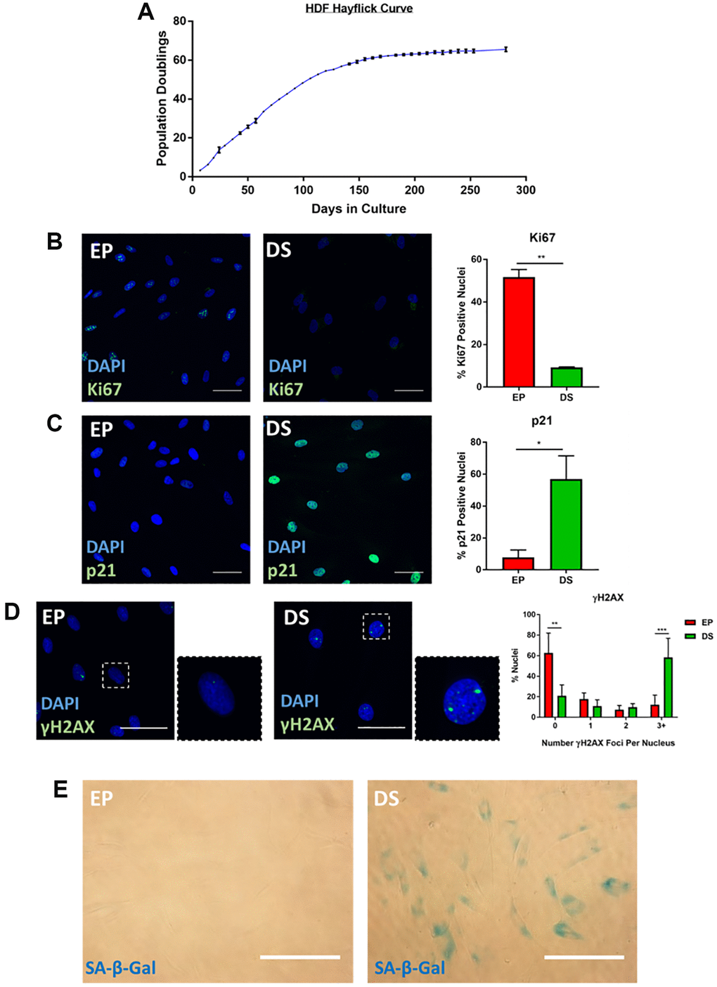 Characterisation of senescence in human dermal fibroblasts (HDFs). (A) Hayflick proliferation curve for human dermal fibroblasts (HDFs) from early proliferation (EP) to deep senescence (DS) through serial cell culture. N = 2–6. (B) Immunofluorescence staining of DAPI (blue) and Ki67 (green) in EP and DS HDFs. N = 2. Scale bar = 50 μm; (C) Immunofluorescence staining of DAPI (blue) and p21 (green) in EP and DS HDFs. N = 2. Scale bar = 50 μm (D) Immunofluorescence staining of DAPI (blue) and γ-H2AX foci (green) in EP and DS HDFs. N = 3. Scale bar = 50 μm. (E) Brightfield assessment of SA-β-Gal (blue) in EP and DS HDFs. N = 2. Scale bar = 100 μm.