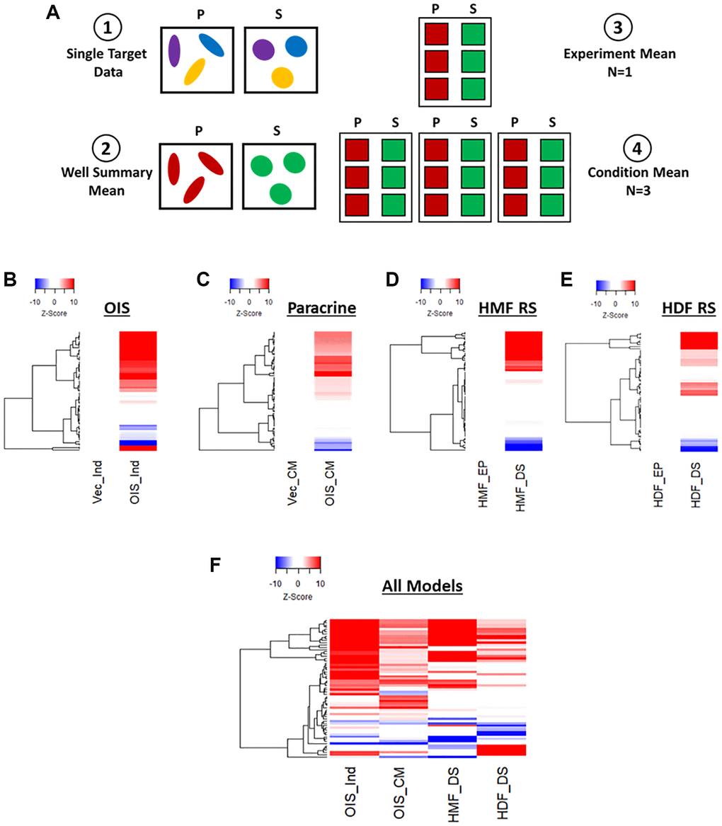 Phenotypic profiling of senescence via Z-score profile generation. (A) Schematic overview of data processing proceeding Z-score generation for each senescence model (P: proliferating condition, S: Senescence condition). (B–E) Z-score profile heatmaps for oncogene-induced senescence (OIS), paracrine senescence (Paracrine), HMF replicative senescence (HMF RS) and HDF replicative senescence (HDF RS) models. Y-axis comprises 62 morphological features (Red = positive modulation, Blue = negative modulation), White = no change). Proliferating conditions: vector induction (Vec