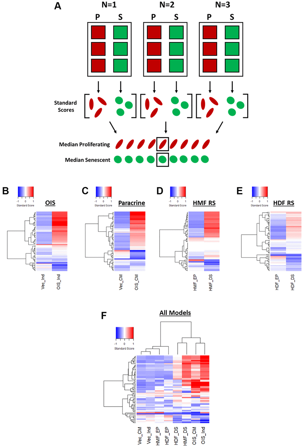 Phenotypic profiling of senescence via standard score profile generation. (A) Schematic overview of data processing proceeding standard-score generation for each senescence model (P: proliferating condition, S: Senescence condition). (B–E) Standard-score profile heatmaps for oncogene-induced senescence (OIS), paracrine senescence (Paracrine), HMF replicative senescence (HMF RS) and HDF replicative senescence (HDF RS) models. Y-axis comprises 62 morphological features (Red = positive modulation, Blue = negative modulation), White = no change). Proliferating conditions: vector induction (Vec