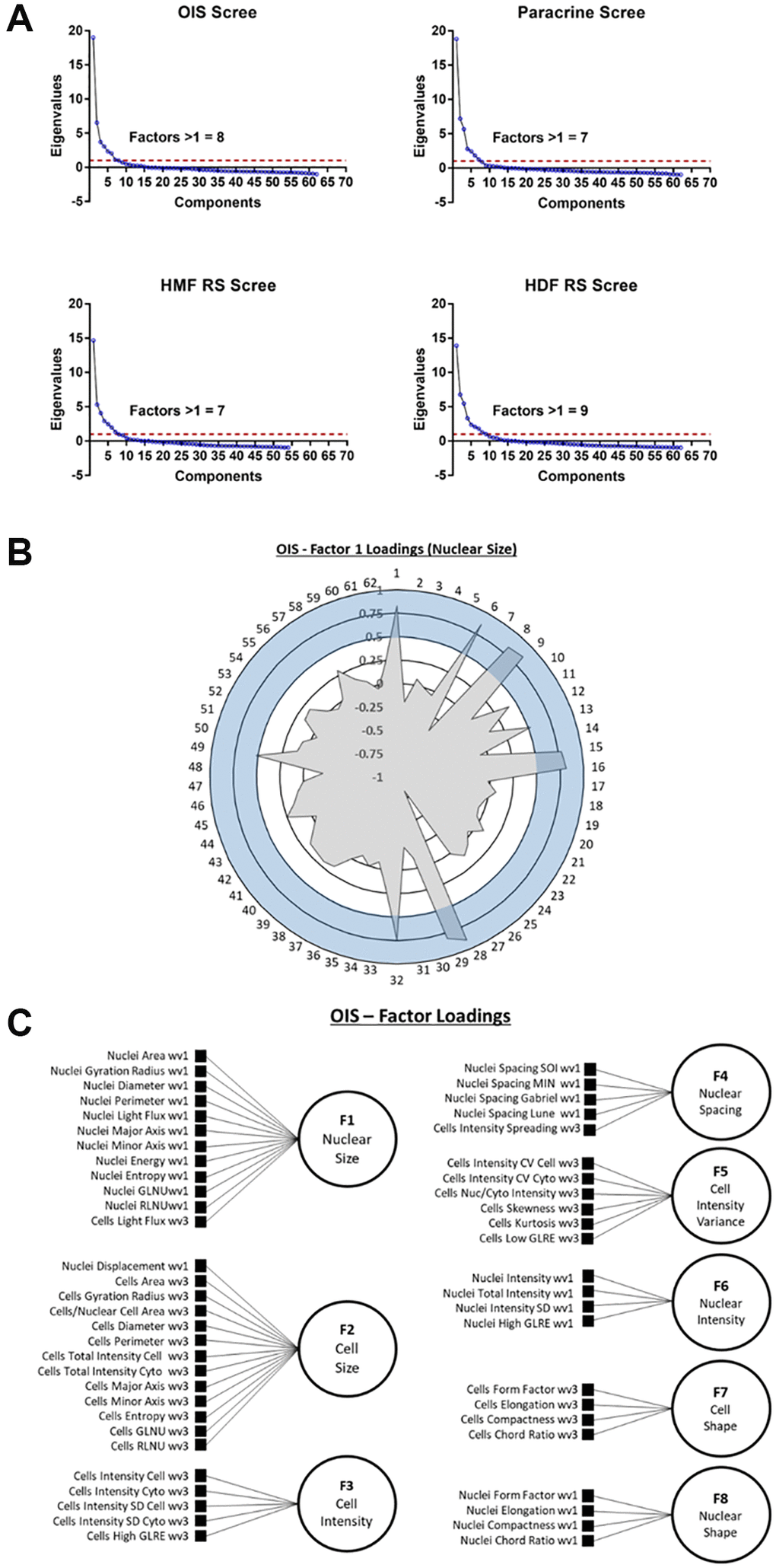 Exploratory factor analysis (EFA). (A) Scree plots for oncogene-induced senescence (OIS), paracrine senescence (Paracrine), HMF replicative senescence (HMF RS) and HDF replicative senescence (HDF RS) models. Red line indicates eigenvalue = 1. (B) Polar plot of factor loading values for factor 1 from OIS EFA model (designated Nuclear Size). 1–62 refer to features (Table 2). Blue shaded area indicates factor loading threshold of 0.5. (C) Factor loading diagram for OIS EFA model with factor designations. Equivalent diagrams for other senescence models are found in Supplementary Figure 3).