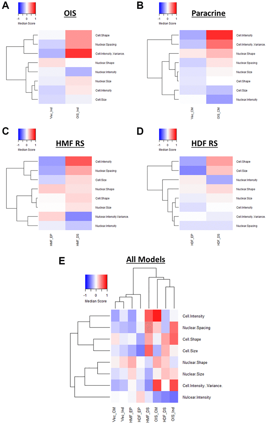 Factor score profiles following EFA. (A–D) Factor score profile heatmaps for oncogene-induced senescence (OIS), paracrine senescence (Paracrine), HMF replicative senescence (HMF RS) and HDF replicative senescence (HDF RS) models. Y-axis comprises scores for 8 latent factors determined by EFA (Red = positive modulation, Blue = negative modulation), White = no change). Proliferating conditions: vector induction (Vec