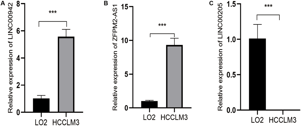 Expression levels of three ferroptosis-related lncRNAs of prognostic signature in HCCLM3 and LO2 by q-PCR. (A) Relative expression levels of LINC00942 between LO2 and HCCLM3. (B) Relative expression levels of ZFPM2-AS1 between LO2 and HCCLM3. (C) Relative expression levels of LINC00205 between LO2 and HCCLM3. (***P 