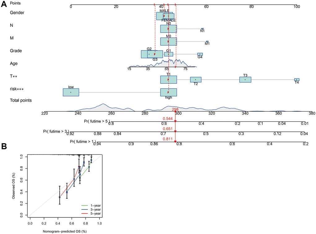 The development and assessment of a predictive nomogram. (A) The nomogram forecasts the possibility of 1-, 3-, and 5-year overall survival. (B) The calibration plot of the nomogram forecasts the likelihood of the 1-, 3-, and 5-year overall survival.