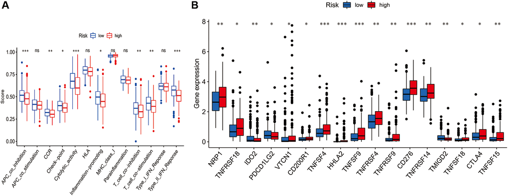 Comparison of the single sample gene set enrichment analysis (ssGSEA) scores for immune-related functions and immune checkpoints between different risk groups. (A) ssGSEA for the immune functions between high-risk (red box) and low-risk (blue box) groups HCC patients. (B) The expression levels of immune checkpoints between high-risk (red box) and low-risk (blue box) groups HCC patients. (*P **P ***P 