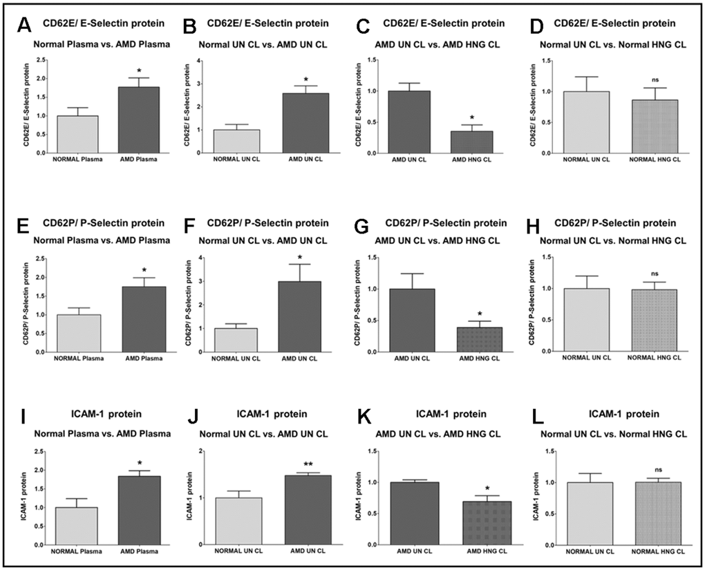 Effect of Humanin G (HNG) on CD62E/E-Selectin, CD62P/P-Selectin, and ICAM-1 proteins. CD62E/E-Selectin protein was increased significantly in AMD plasma (A) and in AMD RPE cybrid cells (B) compared to their normal counterparts. Treatment with HNG reduced CD62E/E-Selectin protein levels in AMD RPE cybrid ells (C) but not in normal RPE cybrid cells (D), compared to their untreated counterparts. CD62P/P-Selectin protein was elevated in AMD plasma (E) and in AMD RPE cybrid cells (F) compared to their normal counterparts. Treatment with HNG reduced CD62P/P-Selectin protein levels in AMD RPE cybrid ells (G) but not in normal RPE cybrid cells (H), compared to their untreated counterparts. ICAM-1 protein was elevated in AMD plasma (I) and in AMD RPE cybrid cells (J) compared to their normal counterparts. Treatment with HNG reduced ICAM-1 protein levels in AMD RPE cybrid ells (K) but not in normal RPE cybrid cells (L), compared to their untreated counterparts. Data are presented as mean ± SEM. * P