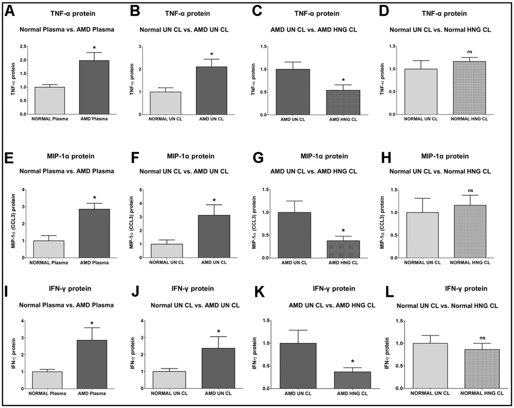 Effect of Humanin G (HNG) on TNF-α, MIP-1α, and IFN-γ proteins. TNF-α protein was elevated in AMD plasma (A) and in AMD RPE cybrid cells (B) compared to their normal counterparts. Treatment with HNG reduced TNF-α protein levels in AMD RPE cybrid ells (C) but not in normal RPE cybrid cells (D), compared to their untreated counterparts. MIP-1α protein was elevated in AMD plasma (E) and in AMD RPE cybrid cells (F) compared to their normal counterparts. Treatment with HNG reduced MIP-1α protein levels in AMD RPE cybrid ells (G) but not in normal RPE cybrid cells (H), compared to their untreated counterparts. IFN-γ protein was elevated in AMD plasma (I) and in AMD RPE cybrid cells (J) compared to their normal counterparts. Treatment with HNG reduced IFN-γ protein levels in AMD RPE cybrid cells (K) but not in normal RPE cybrid cells (L), compared to their untreated counterparts. Data are presented as mean ± SEM. * P