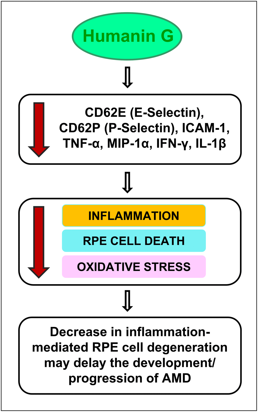 Schematic showing the potential action of Humanin G. Treatment with Humanin G reduces the levels of inflammation-associated proteins namely CD62E (E-Selectin), CD62P (P-Selectin), ICAM-1, TNF-α, MIP-1α, IFN-γ, and IL-1β. This is turn might decrease retinal inflammation, reduce RPE cell death and oxidative stress, thereby preventing retinal degeneration. This may delay the development/ progression of AMD.