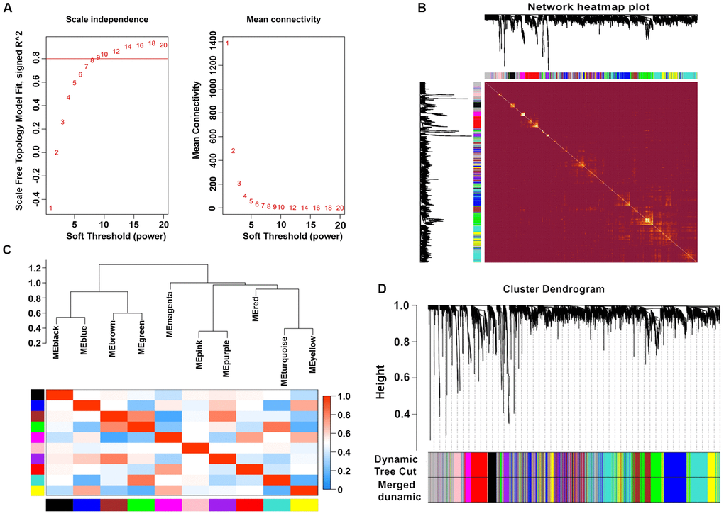 Weighted gene co-expression network analysis. (A) Analysis of network topology for various soft-thresholding powers. (B) Heatmap of the topological overlap in the gene network. (C) Relationship among all the modules. (D) Clustering dendrogram of genes. Gene clustering tree (dendrogram) obtained by hierarchical clustering of adjacency-based dissimilarity.