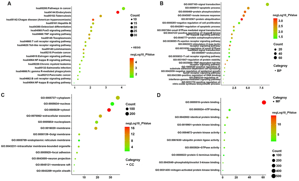 GO functional and KEGG pathway enrichment analyses for genes in the object module. The x-axis shows the number of genes and the y-axis shows the GO and KEGG pathway terms. The -log10 (P-value) of each term is colored according to the legend. (A) KEGG pathway. (B) Biological process. (C) Cytological component. (D) Molecular function.