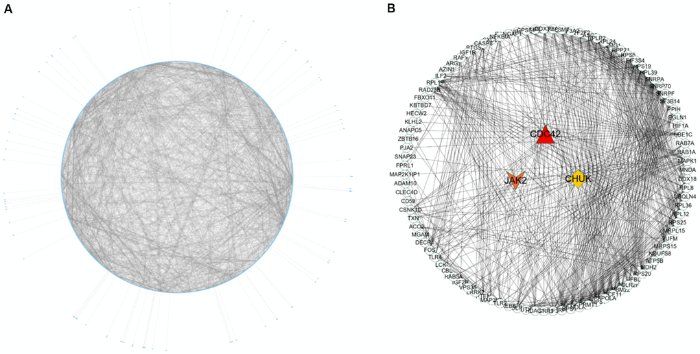 PPI network construction and identification of hub genes. (A) PPI network of genes in turquoise module. The edge shows the interaction between two genes. (B) PPI network of genes with top 100-degree values.