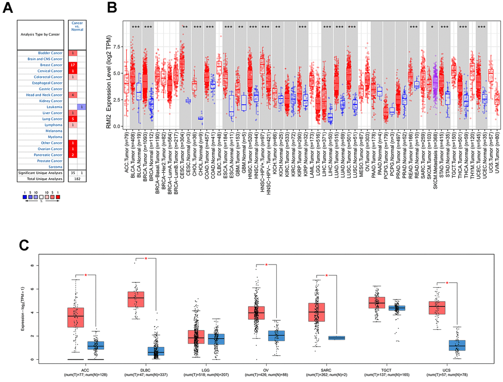 The differential expression of RMI2 gene in human tumors. (A) The expression of RMI2 in different cancers and paired normal tissue in the Oncomine database. (B) The RMI2 expression levels in different cancer types from the TCGA database analyzed by the TIMER database. ((″***″ indicates PC) The RMI2 expression in several cancers and adjacent paired normal tissue in the GEPIA database.