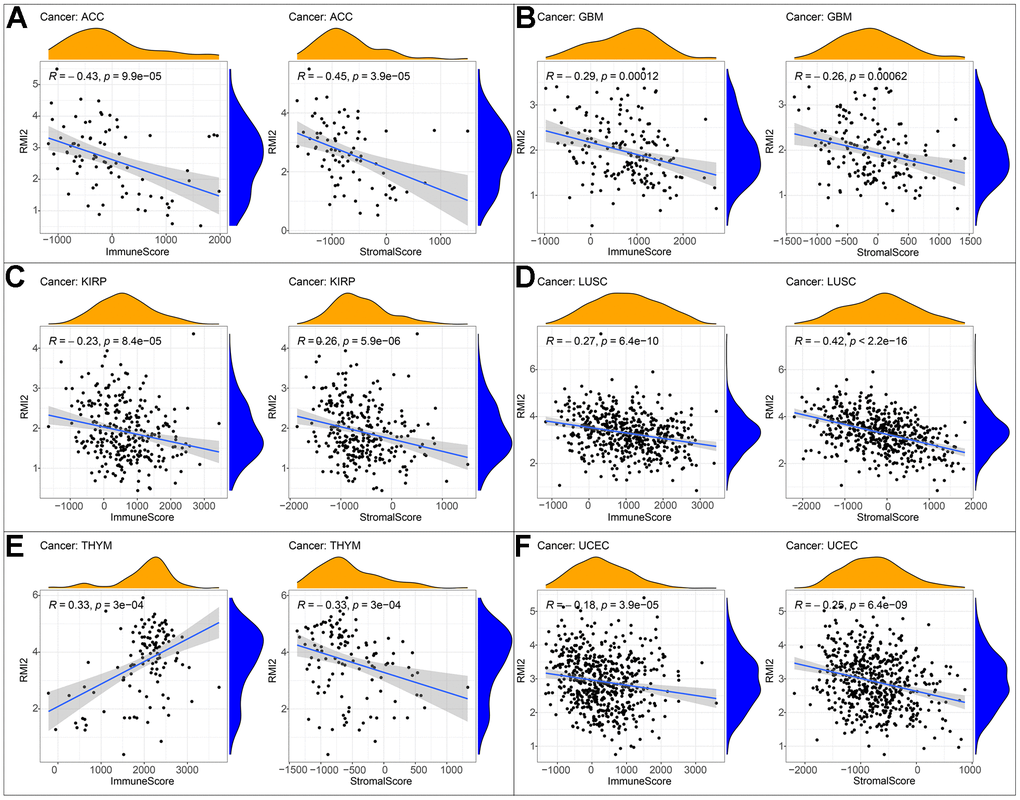 Correlation of RMI2 expression with ImmuneScore and StromalScore in various cancers. (A) Correlation of RMI2 expression with ImmuneScore and StromalScore in ACC. (B) Correlation of RMI2 expression with ImmuneScore and StromalScore in GBM. (C) Correlation of RMI2 expression with ImmuneScore and StromalScore in KIRP. (D) Correlation of RMI2 expression with ImmuneScore and StromalScore in LUSC. (E) Correlation of RMI2 expression with ImmuneScore and StromalScore in THYM. (F) Correlation of RMI2 expression with ImmuneScore and StromalScore in UCEC.