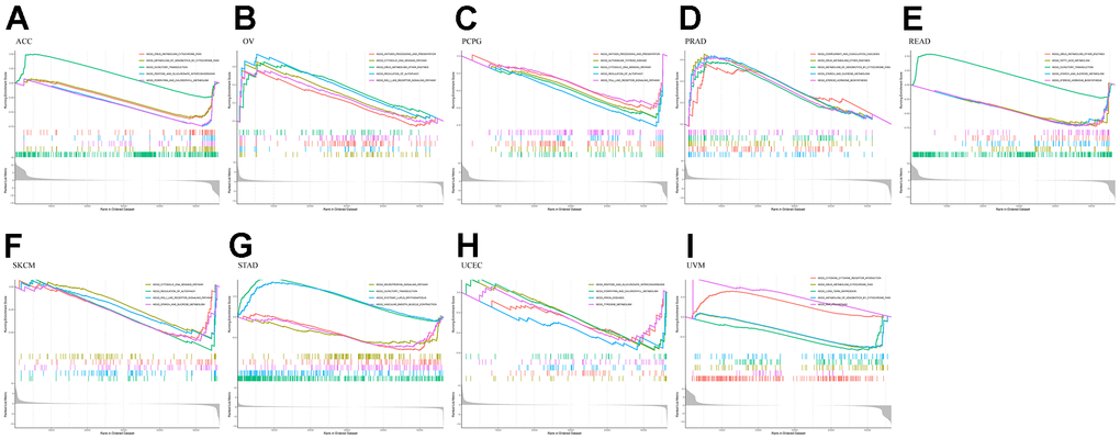 KEGG enrichment plots from GSEA in various cancers. PA) Enrichment results of KEGG pathway in cancer ACC. (B) Enrichment results of KEGG pathway in cancer OV. (C) Enrichment results of KEGG pathway in cancer PCPG. (D) Enrichment results of KEGG pathway in cancer PRAD. (E) Enrichment results of KEGG pathway in cancer READ. (F) Enrichment results of KEGG pathway in cancer SKCM. (G) Enrichment results of KEGG pathway in cancer STAD. (H) Enrichment results of KEGG pathway in cancer UCEC. (I) Enrichment results of KEGG pathway in cancer UVM.