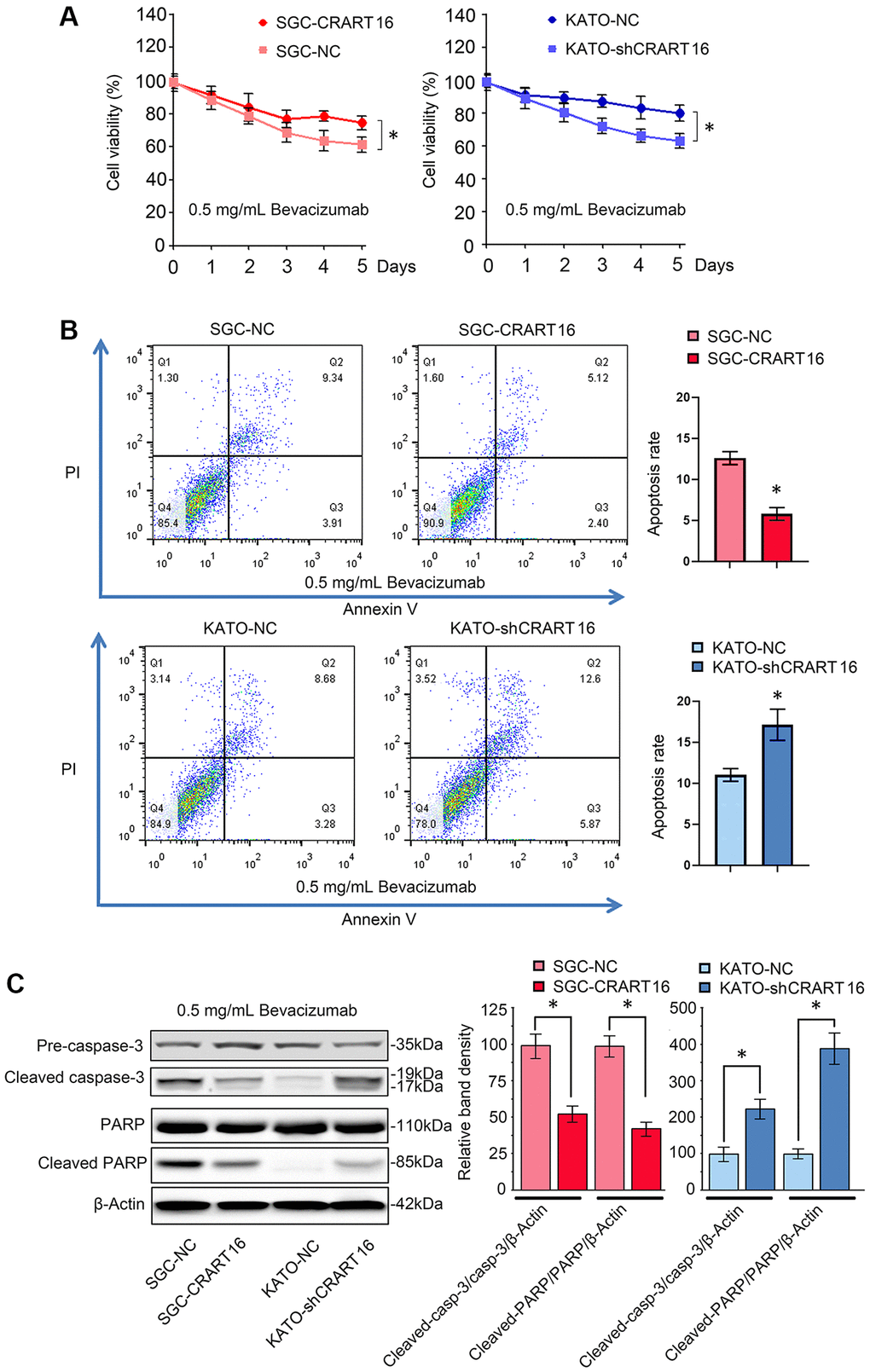 CRART16 overexpression reverses bevacizumab-induced apoptosis. (A) The CCK8 assay was carried out to evaluate the viability of different gastric cancer cells treated with bevacizumab for five days (*P B) Flow cytometry showing the apoptosis rate of indicated gastric cancer cells treated with bevacizumab for 48 hours (*P C) Based on western blotting, the relative expression levels of cleaved caspase-3 and cleaved PARP in indicated gastric cancer cells treated with bevacizumab for 48 hours. β-Actin was used as a loading control (*P 