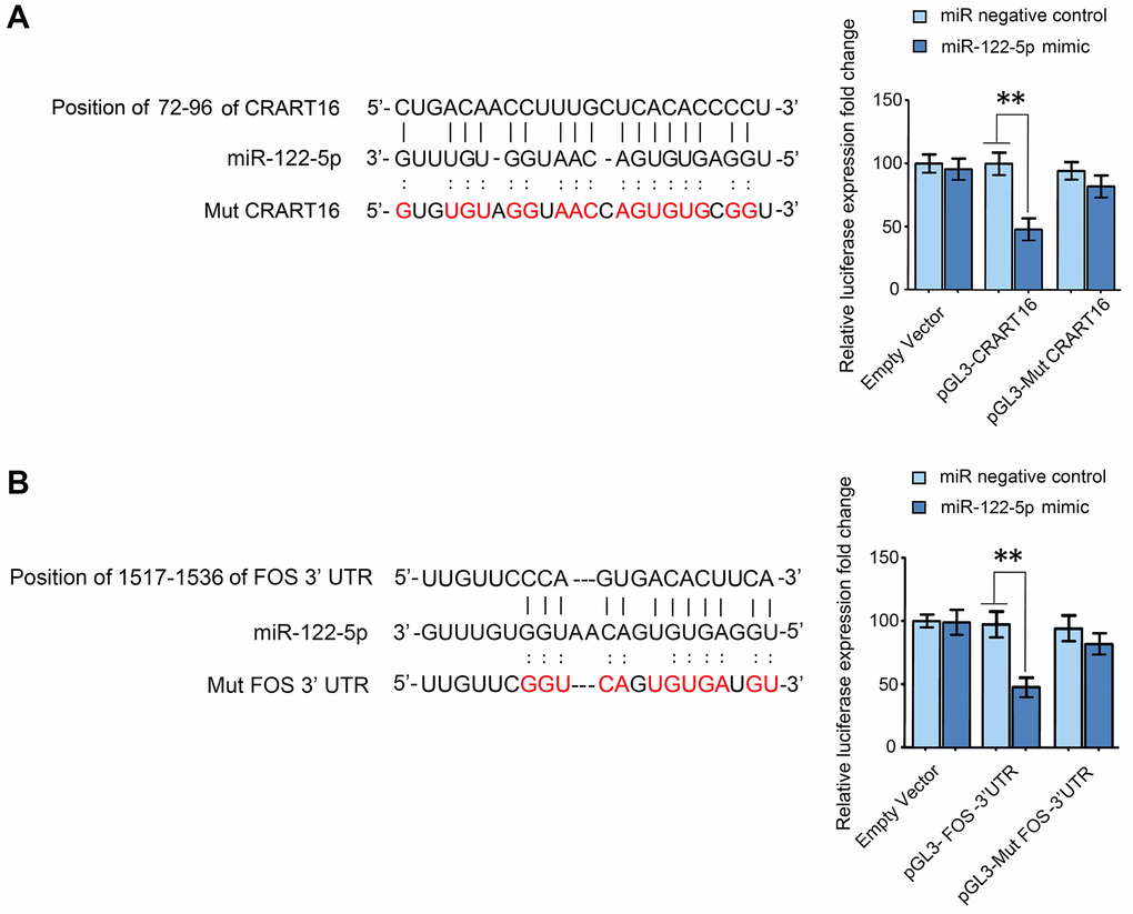 CRART16 functions as a miR-122-5p sponge, and miR-122-5p targets FOS mRNA. (A) The predicted binding site between CRART16 and miR-122-5p is illustrated. The luciferase activities were determined after co-transfection with either miR-122-5p mimics or negative control mimics and pGL3 encoding wild-type or mutated (Mut) CRART16 (**P B) The putative binding site between miR-122-5p and the 3’-UTR of FOS mRNA is illustrated. The luciferase activities were determined after co-transfection with miR-122-5p mimics or negative control mimics and pGL3-FOS carrying the wild-type or mutated (Mut) 3’UTR (**P 