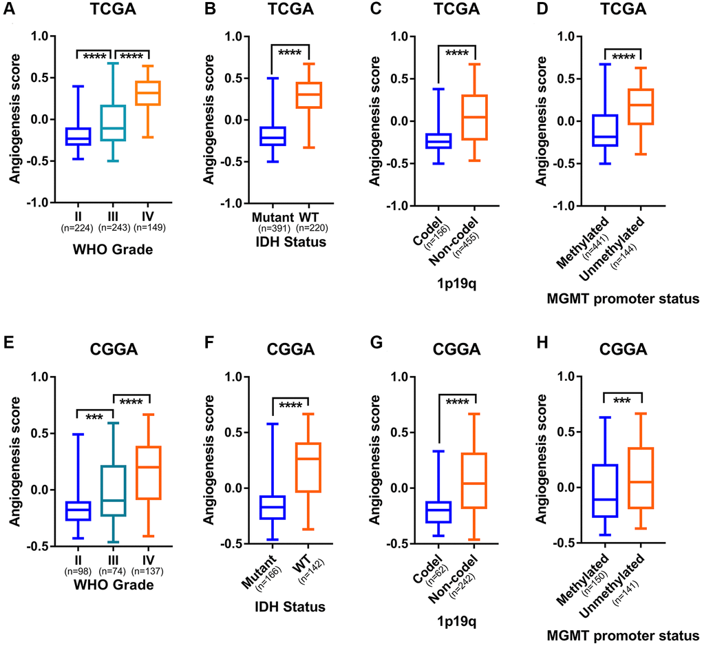 Angiogenesis score distinguished the malignant subtypes of glioma. (A) The angiogenesis score was significantly correlated with WHO grade of glioma in the TCGA cohorts. (B) Higher angiogenesis score enriched in IDH-wildtype gliomas than in IDH-mutant gliomas in the TCGA cohorts. (C) Higher angiogenesis score in 1p19q non-codeleted gliomas than in 1p19q codeleted gliomas in the TCGA cohorts. (D) MGMT promoter unmethylated gliomas had a significantly higher angiogenesis score than MGMT promoter methylated gliomas in the TCGA cohorts. (E) The angiogenesis score was significantly correlated with WHO grade of glioma in the CGGA cohorts. (F) Higher angiogenesis score enriched in IDH-wildtype gliomas than in IDH-mutant gliomas in the CGGA cohorts. (G) Higher angiogenesis score in 1p19q non-codeleted gliomas than in 1p19q codeleted gliomas in the CGGA cohorts. (H) MGMT promoter unmethylated gliomas had a significantly higher angiogenesis score than MGMT promoter methylated gliomas in the CGGA cohorts.