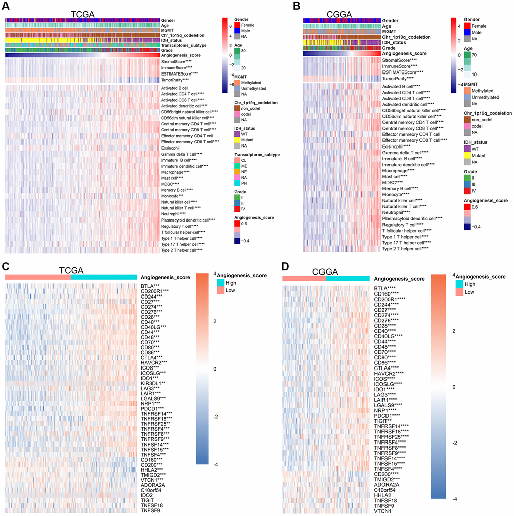 The angiogenesis score reflected the immune characteristics of glioma. (A, B) In the TCGA (A) and CGGA (B) datasets, with the increase of the angiogenesis pathway score, the purity of glioma was significantly reduced, the immune score was significantly increased, and the enrichment degree of most immune cells was also significantly increased. (C, D) The expression level of most immune checkpoints increased significantly as the angiogenesis score increased in the TCGA (C) and CGGA (D) cohorts.