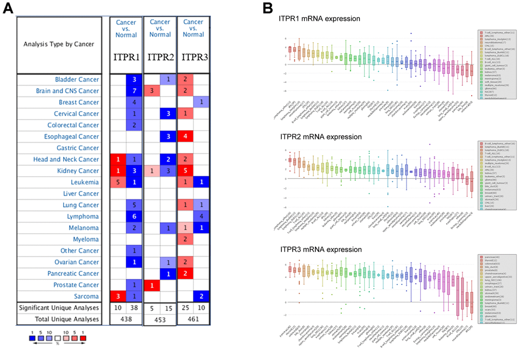 The overview of expression of ITPRs in pan-cancer. (A) The transcription levels of ITPRs in different types of cancers (ONCOMINE). (B) The expression of ITPRs in cancer cell lines (CCLE). Result of the expression of ITPR2 in cancer cell lines (CCLE). The expression of ITPR3 in cancer cell lines (CCLE).