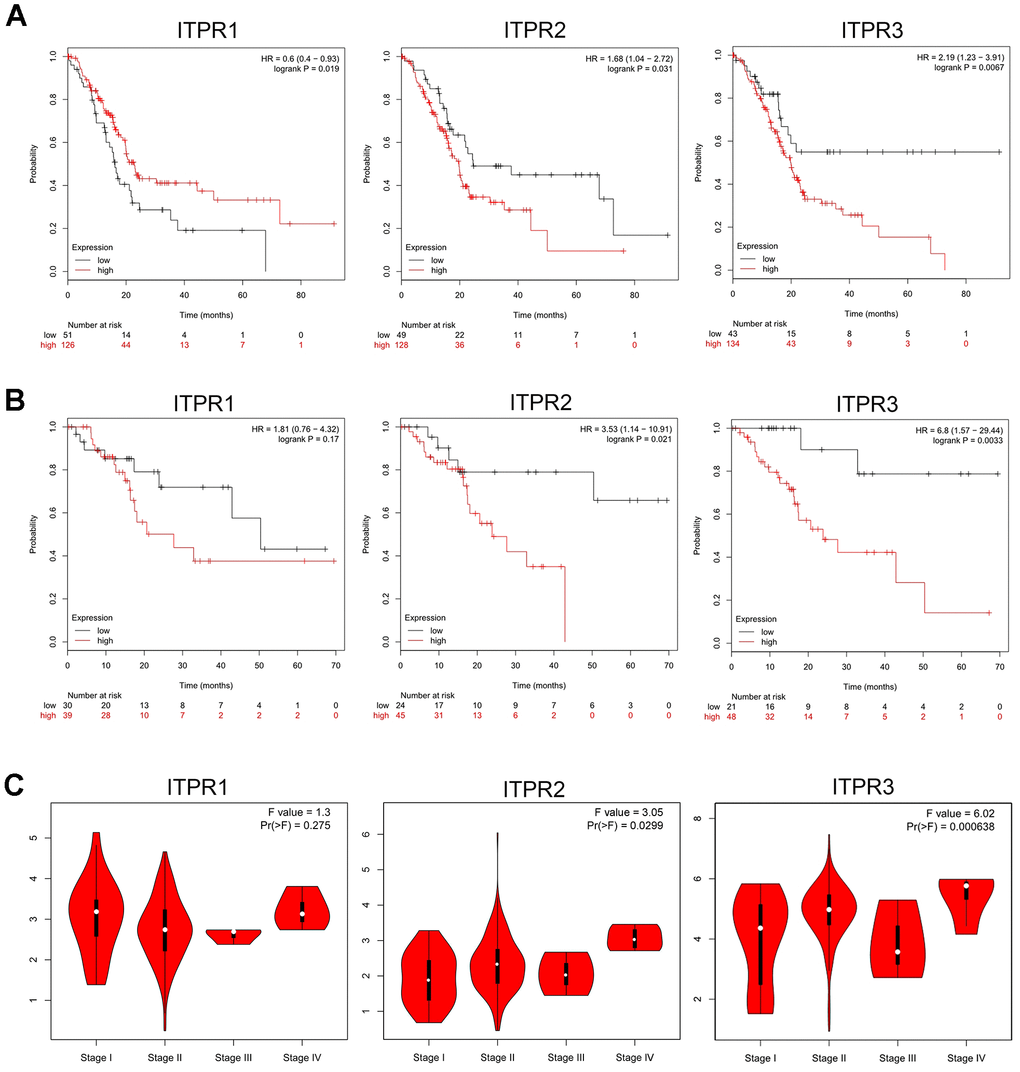 Prognostic value of ITPRs in pancreatic cancer. (A) The prognostic value of ITPRs in pancreatic cancer OS; (Kaplan-Meier Plotter database). (B) The prognostic value of ITPRs in pancreatic cancer RFS; (Kaplan-Meier Plotter database). (C) The prognostic value of ITPRs in pancreatic cancer staging. (GEPIA database).