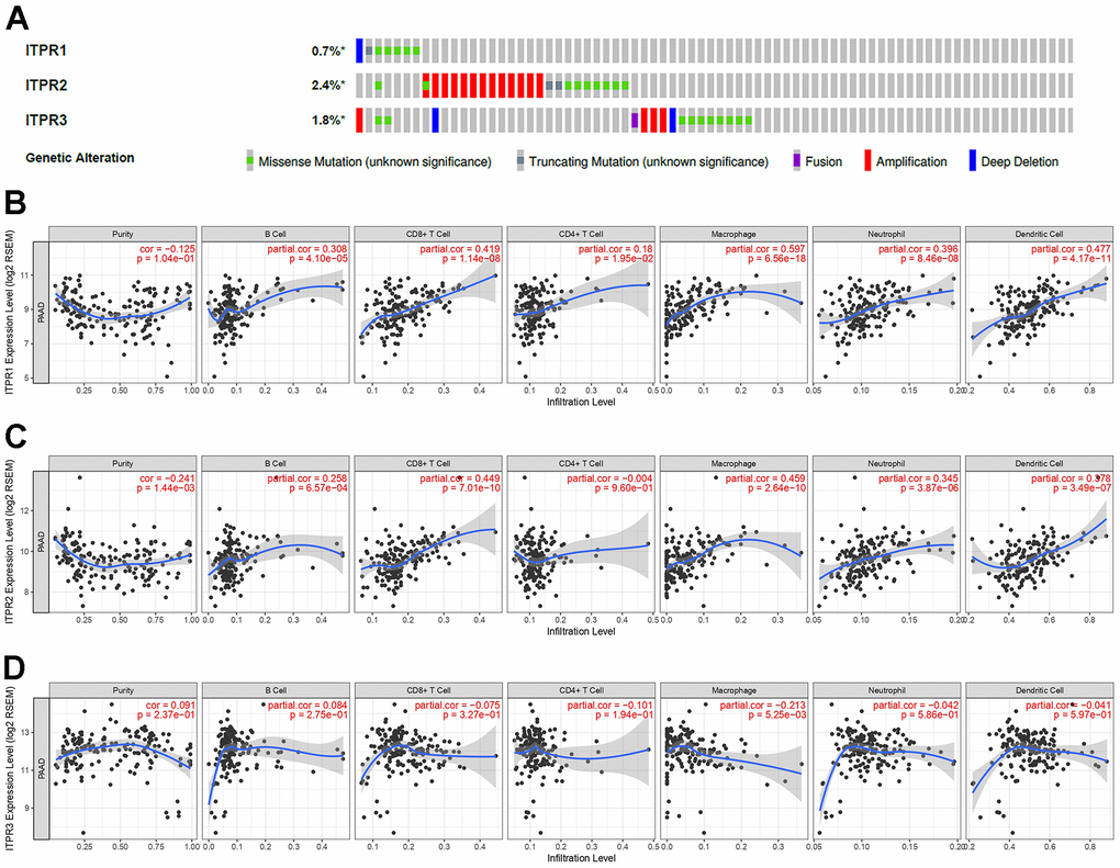 The alterations and immune infiltration of ITPRs in pancreatic cancer. (A) The alterations of ITPRs in pancreatic cancer (cBioPortal database). (B) The immune infiltration of ITPR1. (Timer database). (C) The immune infiltration of ITPR2. (Timer database). (D) The immune infiltration of ITPR3. (Timer database).