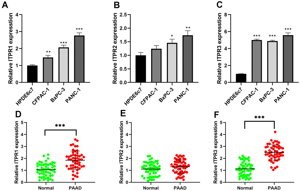 The expression levels of ITPRs in pancreatic cancer samples and cell lines. (A) The expression levels of ITPR1 in pancreatic cancer cell lines. (B) The expression levels of ITPR2 in pancreatic cancer cell lines. (C) The expression levels of ITPR3 in pancreatic cancer cell lines. (D) The expression levels of ITPR1 in pancreatic cancer samples. (E) The expression levels of ITPR2 in pancreatic cancer samples. (F) The expression levels of ITPR3 in pancreatic cancer samples.