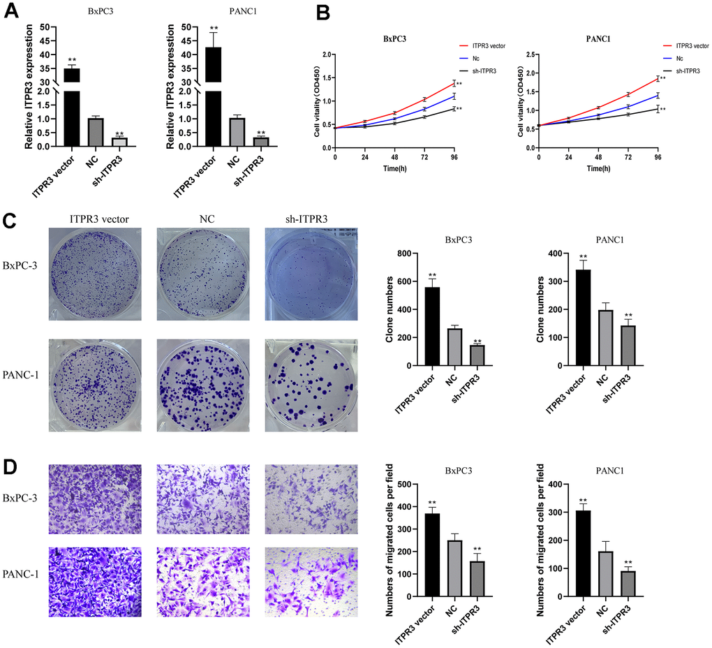 ITPR3 is required for PAAD cell proliferation, migration, and invasion in vitro. (A) RT-qPCR analysis was employed to examine the efficiency of ITPR3 knockdown or overexpression in Bxpc3 and PANC1 cells. (B) Proliferation curves were determined in ITPR3 knockdown or overexpressed Bxpc3 and PANC1 cells by cell counting kit-8 (CCK-8) assays. (C) Clonogenic assays measured colony-forming abilities in ITPR3 stable knockdown or overexpressed Bxpc3 and PANC1 cells. (D) Transwell assays were used to detect the migration and invasive capacities in ITPR3 stable knockdown or overexpressed Bxpc3 and PANC1 cells.