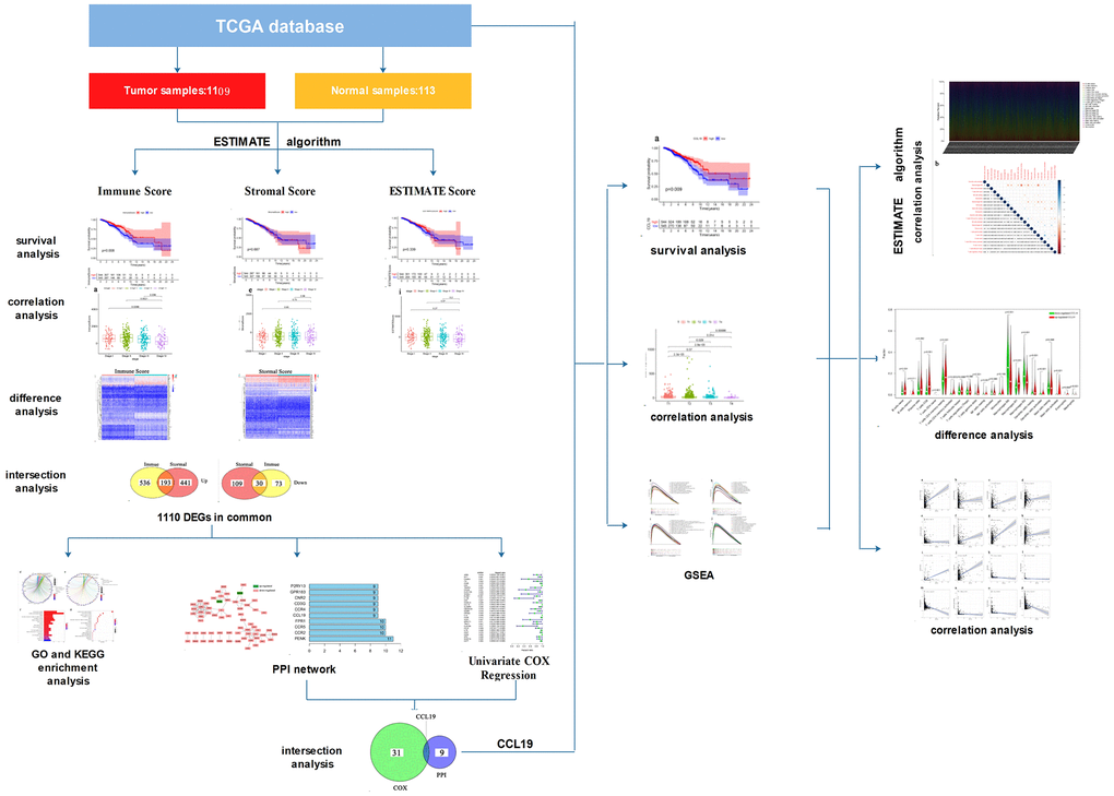 The analysis procedure of this study.