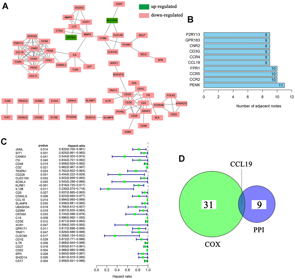 PPI network construction and univariate COX regression analysis. (A) PPI network was constructed with interaction confidence value >0.95; (B) The top 10 DEGs which shared the leading nodes in PPI network; (C) Univariate COX regression analysis of 223 DEGs. pD) Venn plot displayed the DEGs which shared the top 10 leading nodes in PPI network and were significant related with patients’ survival. p