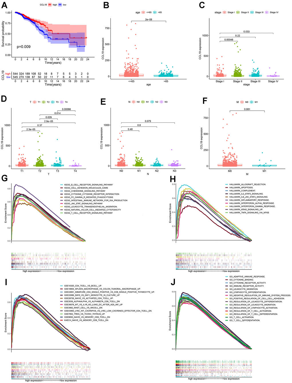 The survival analysis, differential analysis and GSEA of CCL19. (A) The survival analysis between the expression of CCL19 and the survival of breast cancer patients; patients were divided into two groups, high CCL19 expression group and low CCL19 expression group, compared with the median; (B–F) The associations between the expression of CCL19 with age, stage, and TNM classification of breast cancer patients; p value was displayed in the diagram; (G–J) GSEA for genes in high CCL19 expression group in different gene sets, p