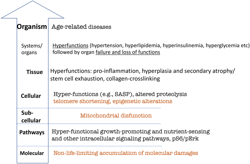 Hierarchical hallmarks of aging based on hyperfunction theory, applicable to humans. Non-life-limiting hallmarks are shown in brown color. See text for explanation.
