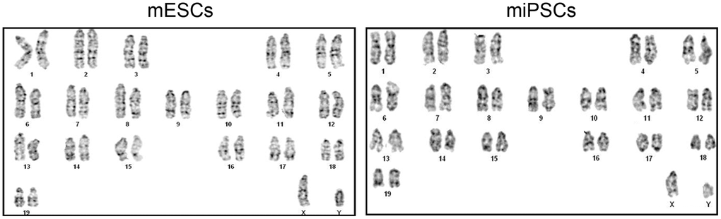 The normal karyotype of mESCs and Oct4-EGFP miPSCs.