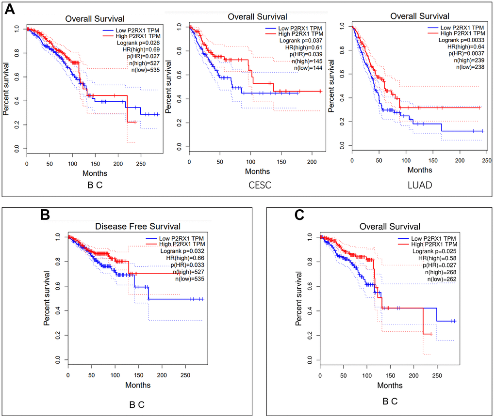 Survival analysis. (A) Overall survival analysis of P2RX1 expression in BC, CESC, and LUAD using the GIPIA platform. (B) Disease-free survival analysis of P2RX1 expression in BC using the GIPIA platform. (C) Overall survival analysis of P2RX1 expression in BC with the cut-off of the 25th and 75th percentile expression levels.