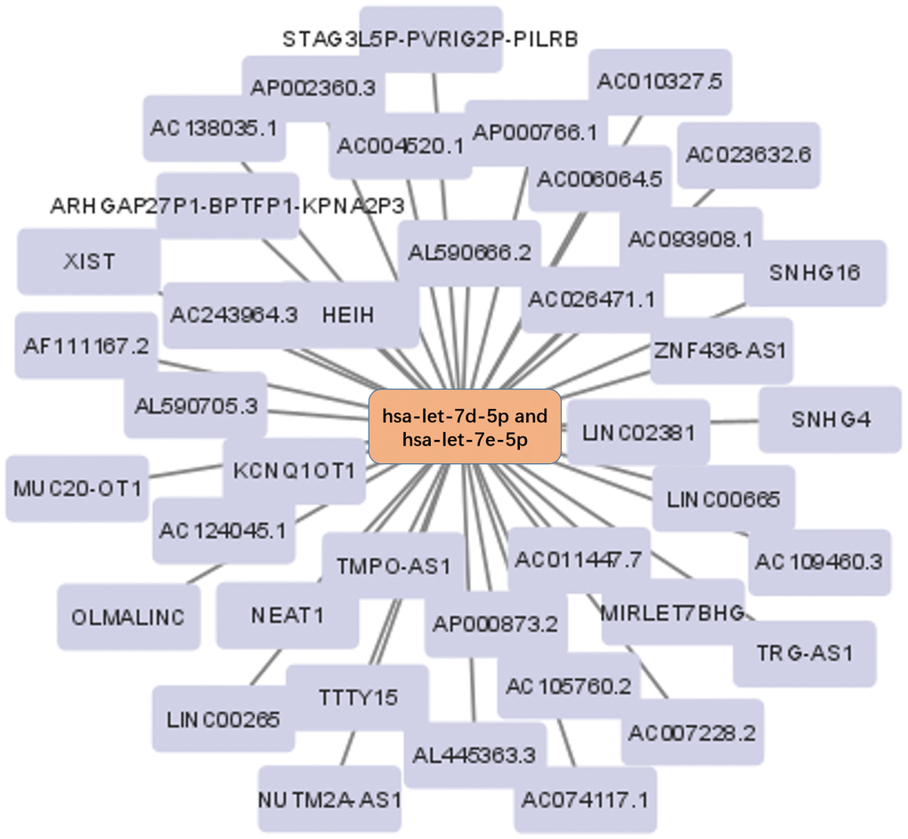 The lncRNA-miRNA regulatory network. The 40 lncRNAs predicted by the Starbase database were used to construct the lncRNA-miRNA regulatory network.