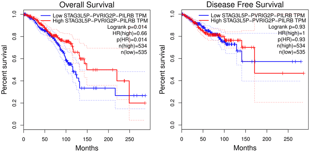 Overall survival and disease-free survival analysis of STAG3L5P-PVRIG2P-PILRB expression in BC using the GIPIA platform. High STAG3L5P-PVRIG2P-PILRB expression predicted better OS in BC patients (p = 0.014). But the two groups showed no statistical difference in DFS.
