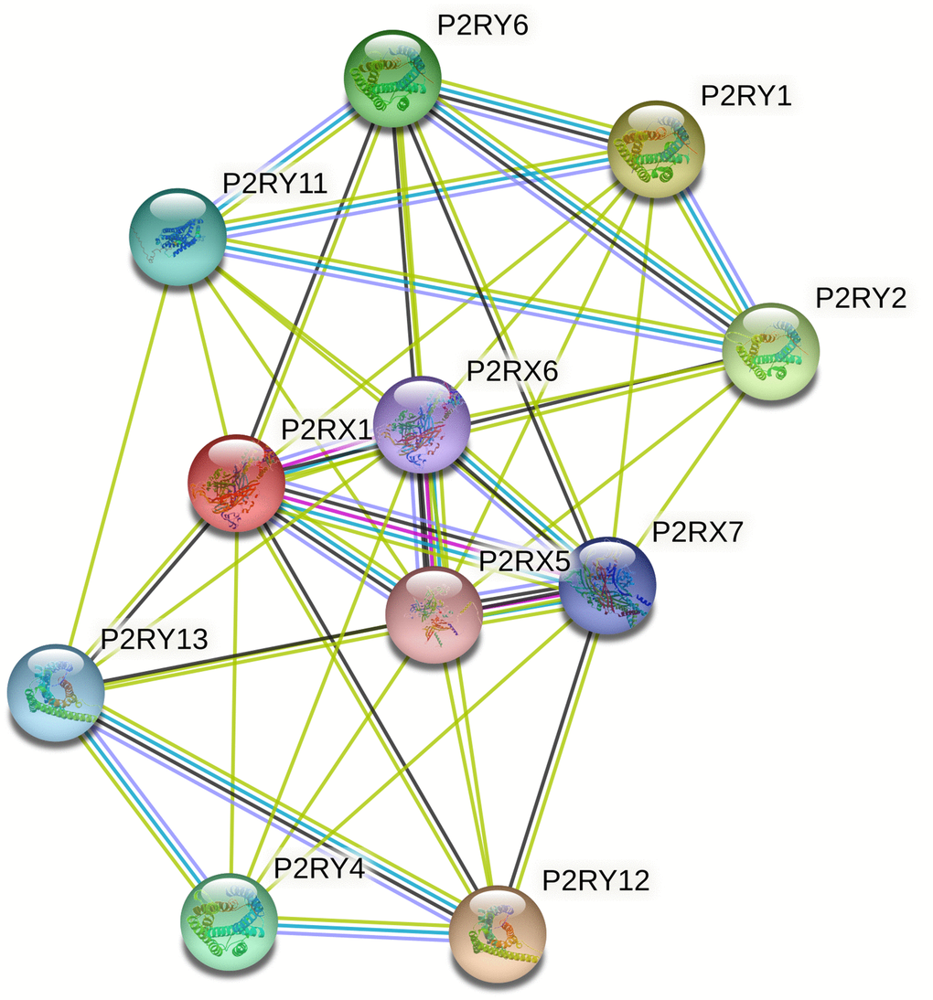 The protein-protein interaction (PPI) network of P2RX1 based on the STRING database. PPI network analysis showed the interaction of hub genes, including P2RX6, P2RX7, and P2RX5.
