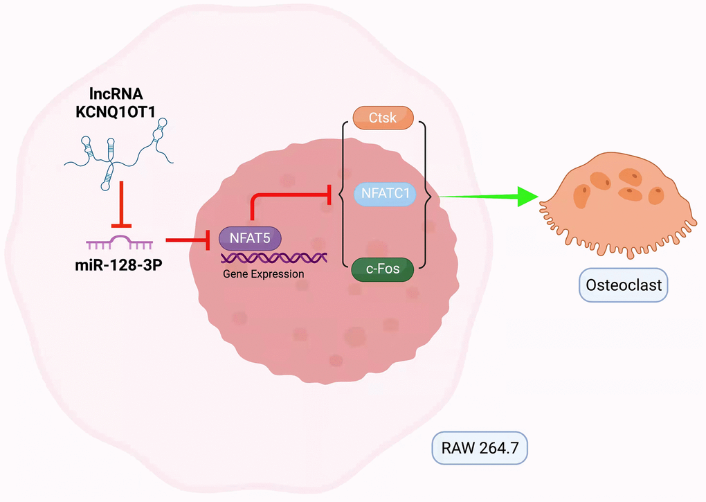 Mechanism of lncRNA KCNQ1OT1/miR-128-3p/NFAT5 axis mediating osteoclast differentiation. KCNQ1OT1 competitively binds to miR-128-3p, which leads to upregulation of NFAT5. NFAT5 inhibits the expression of osteoclastogenesis markers such as c-Fos, NFATc1, and Ctsk, thus inhibiting osteoclast differentiation.