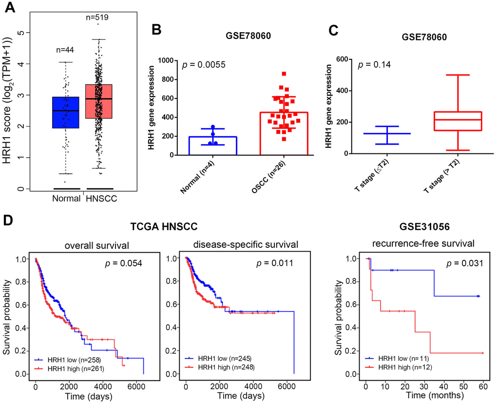 Clinical relevance of histamine receptor H1 (HRH1) levels in head and neck squamous cell carcinoma (HNSCC) or oral squamous cell carcinoma (OSCC) patients obtained from TCGA and GEO databases. (A, B) HRH1 expression was higher in HNSCC tissues (A) and OSCC tissues (B) than in normal tissues (database sources: TCGA and GSE78060). (C) HRH1 expression levels in OSCC from GSE78060 were compared according to the tumor size (T stages). (D) Kaplan-Meier curves for overall and disease-specific survival (left panel) and recurrence-free survival (right panel) of patients with HNSCC and OSCC, as categorized according to high or low expression of HRH1. The p value indicates a comparison between patients with HRH1high and HRH1low. (database sources: TCGA and GSE31056).