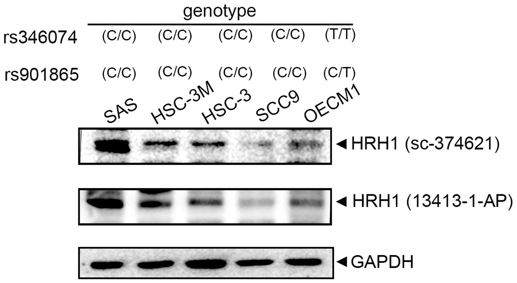 Correlations of histamine receptor H1 (HRH1) rs346074 and rs901865 genotypes with HRH1 protein levels in five oral squamous cell carcinoma (OSCC) cell lines. Upper panel, HRH1 rs346074 or rs901865 genotypes in OSCC cells (SAS, HSC-3M, HSC-3, SCC9, and OECM1) were detected by a TaqMan SNP Genotyping Assay. Lower panel, protein levels of HRH1 were detected by a Western blot analysis using two HRH1-specific antibodies.